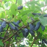 Honeysuckle bakcharskaya jubilej